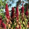 Amaranth
