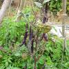 Beans - climbing