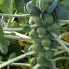 Brussels sprouts