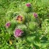 Burdock