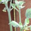 Cape Gooseberry