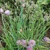 Chives