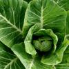 Collards