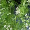 Coriander