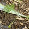 Florence Fennel