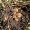 Jerusalem Artichokes