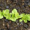 Lettuce