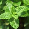 Mint