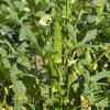 Okra