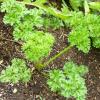 Parsley