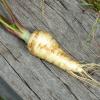 Parsnip
