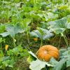 Pumpkin