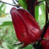 Rosella