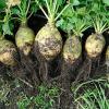 Rutabaga