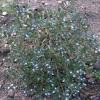 Savory - summer savory