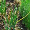 Shallots