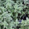 Sweet Marjoram