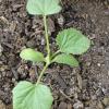 Zucchini